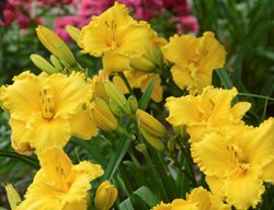 Erin Lea Daylily, Yellow Daylily
Proven Winners
Sycamore, IL