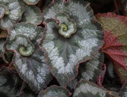 Escargot Begonia, Rex Begonia, Swirled Foliage
Shutterstock.com
New York, NY