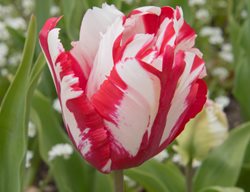 Estella Rijnveld Parrot Tulip, Red And White Tulip
Shutterstock.com
New York, NY