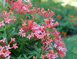 Estrellita Little Star Bouvardia, Bouvardia Hybrid
Proven Winners
Sycamore, IL