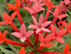 Estrellita Little Star Flowers
Proven Winners
Sycamore, IL