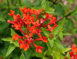 Estrellita Scarlet Bouvardia, Bouvardia 
Proven Winners
Sycamore, IL