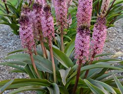 Eucomis 'african Night', Pineapple Lily
Proven Winners
Sycamore, IL