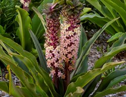 Eucomis 'princess Bride', Pineapple Lily, Eucomis Hybrid
Proven Winners
Sycamore, IL