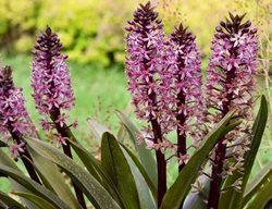 Eucomis 'purple Reign', Pineaplly Lily, Eucomis Hybrid
Proven Winners
Sycamore, IL