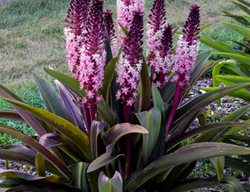 Eucomis 'safari Adventure', Pineapple Lily
Proven Winners
Sycamore, IL