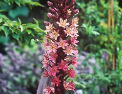 Eucomis Sparkling Burgundy
Garden Design
Calimesa, CA