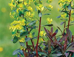 Euphorbia Amygdaloides Golden Glory, Wood Spurge
Garden Design
Calimesa, CA