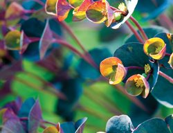 Euphorbia Blackbird, Blackbird Spurge
Garden Design
Calimesa, CA