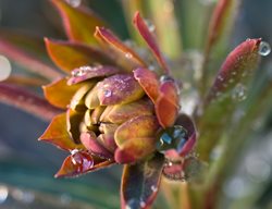 Euphorbia, Blackbird, Succulent
Garden Design
Calimesa, CA
