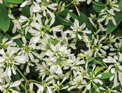 Euphorbia, Diamond Snow, Annual Of The Year
Proven Winners
Sycamore, IL