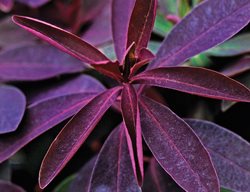 Euphorbia Dulcis Chameleon, Chameleon Spurge
Garden Design
Calimesa, CA