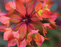 Euphorbia Griffithii Dixter, Dixter Spurge
Garden Design
Calimesa, CA