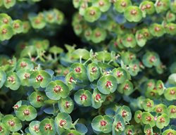 Euphorbia Martini Waleutiny, Tiny Tim Spurge
Garden Design
Calimesa, CA