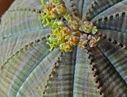 Euphorbia Obesa, Houseplant
Alamy Stock Photo
Brooklyn, NY