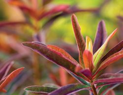 Euphorbia Polychrome Bonfire, Cushion Spurge
Garden Design
Calimesa, CA