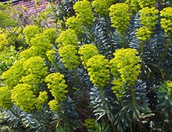 Euphorbia, Spurge, Drought Tolerant Plant
Garden Design
Calimesa, CA