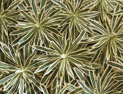 Euphorbia Tasmanian Tiger, Euphorbia Characias
Garden Design
Calimesa, CA