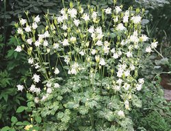 European Columbine, Aureovariegata
Garden Design
Calimesa, CA