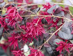 Ever Red Fringe Flower, Chinese Fringe Flower, Loropetalum
Millette Photomedia
