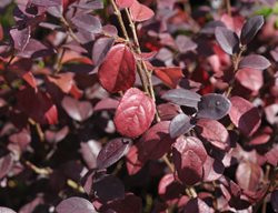 Ever Red Loropetalum, Chinese Fringe Flower
Shutterstock.com
New York, NY