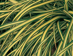 Evergold Sedge, Carex Hachijoensis
Proven Winners
Sycamore, IL