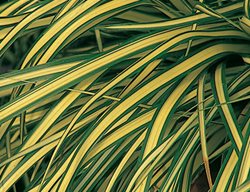Evergold Sedge, Carex Hachijoensis
Proven Winners
Sycamore, IL