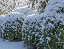 Evergreen Shrubs In Snow
Shutterstock.com
New York, NY