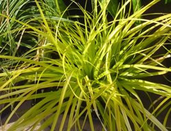Everillo Japanese Sedge, Carex Oshimensis
Millette Photomedia
