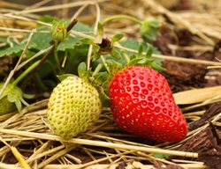 Eversweet Strawberry, Ripening Berries
Shutterstock.com
New York, NY