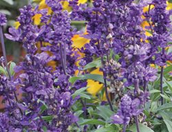 Evolution Salvia, Salvia Farinacea, Mealycup Sage
Proven Winners
Sycamore, IL