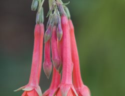 F . Fulgens 
Garden Design
Calimesa, CA
