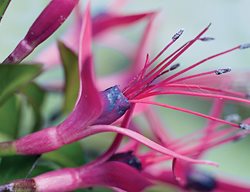 F . Glazioviana
Garden Design
Calimesa, CA