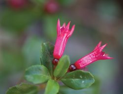 F . Microphylla Ssp. Aprica 
Garden Design
Calimesa, CA