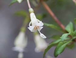 F . Microphylla Ssp. Hidalgensis
Garden Design
Calimesa, CA