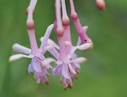 F . Paniculata
Garden Design
Calimesa, CA