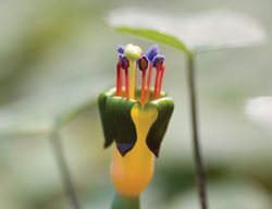 F . Procumbens
Garden Design
Calimesa, CA