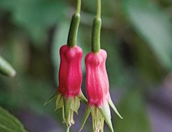 F . Splendens
Garden Design
Calimesa, CA