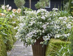 Fairytrail Bride Cascade Hydrangea, Hydrangea Hybrid
Proven Winners
Sycamore, IL