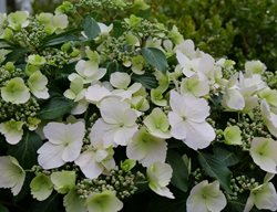 Fairytrail Bride Hydrangea, Cascading Hydrangea
Proven Winners
Sycamore, IL