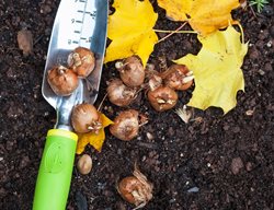 Fall Bulb Planting 
Alamy Stock Photo
Brooklyn, NY