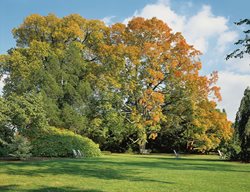 Fall Color
Garden Design
Calimesa, CA