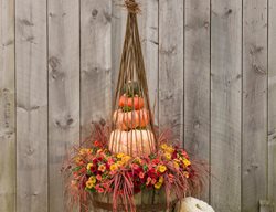 Fall Container, Barrel Planter, Pumpkins
Proven Winners
Sycamore, IL