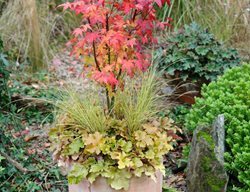 Fall Container, Container Plants
Bob Purnell
Somerset, England
