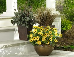 Fall Container Display, Lemon Symphony Osteospermum, African Daisy
Proven Winners
Sycamore, IL