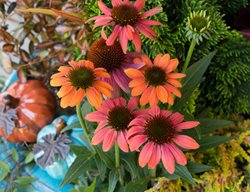 Fall Containers Course
Garden Design
Calimesa, CA