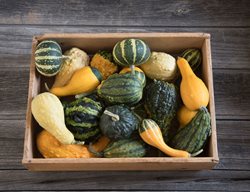 Fall Crops
Garden Design
Calimesa, CA