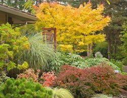 Fall Garden Border, Japanese Maple
Garden Design
Calimesa, CA
