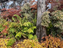 Fall Garden With Texture And Color
Garden Design
Calimesa, CA