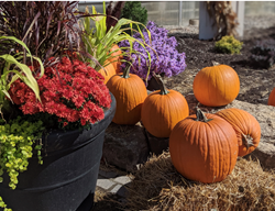 Fall Grasses, Fall Mums, Fall Asters, Pumpkins
Garden Design
Calimesa, CA